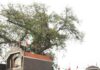 mata rani ka mandir